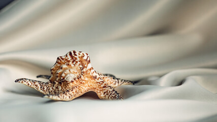 sea shell on draped silk fabric. champagne colors. copy space. selective focus.