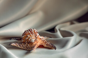 sea shell on draped silk fabric. champagne colors. copy space. selective focus.