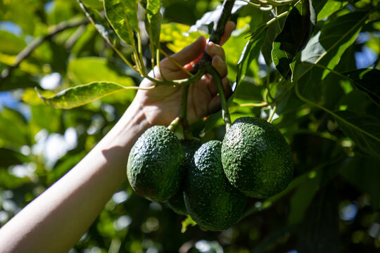 Mano cortando Aguacate o palta de huerta