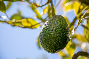 Aguacate o Palta en árbol. Close-up