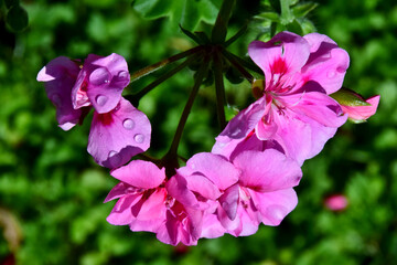 Pinke Pelargonien mit Wassertropfen verziert