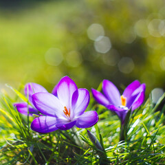 crocus - first spring flowers