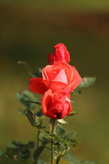 Close-up of garden rose blooming in the summer in the garden