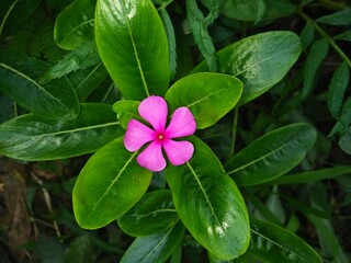 Beautiful Pink colour periwinkle flower