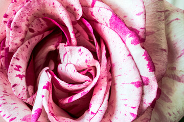 clouse-up pink rose petals