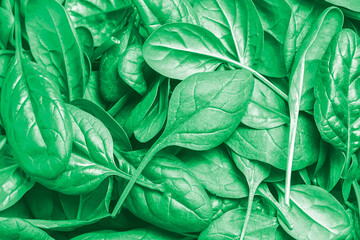 Fresh juicy baby spinach leaves macro view, selective focus. Healthy vitamin food concept.