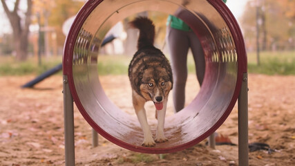 West siberian laika walking through the agility tunnel. Dog training. High quality photo