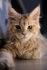 Beautiful portrait of a Maine Coon cat. A young kitten in a cream color on a blurred gray background	