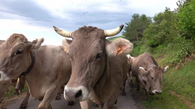 Group of cows walking on the road during transhumance