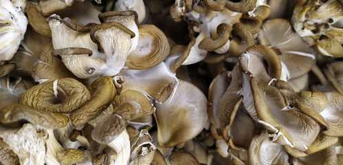 Fresh oysters. Lots of fresh mushrooms close-up view from above. Delicious and healthy mushrooms are grown at home. The frame is completely filled with mushrooms. Texture. Background. Food. Banner
