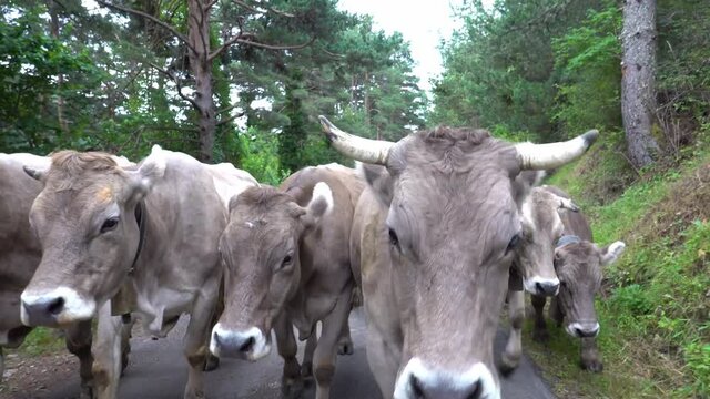 Group of cows walking on the road during transhumance
