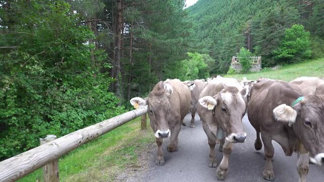Group of cows walking along the mountain road during transhumance