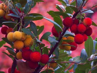 owoce madrońo kolory natura jesień
