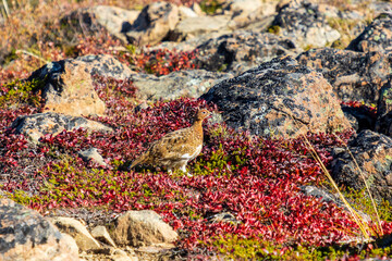 Willow ptarmigan female walking on tundra in the Chugach mountains of Alaska. This member of the grouse subfamily is the state bird of Alaska.
