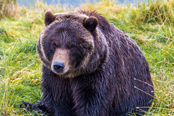 Fototapeta na wymiar Portrait of an Alaskan Grizzly Bear (brown bear). Chugach Mountains, Alaska