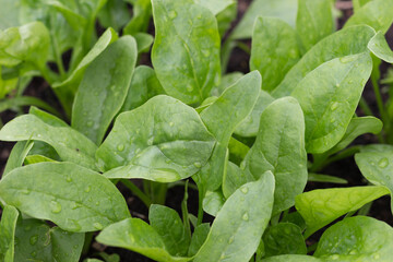 Fresh organic leaves of spinach in the garden. Young shoots of spinach in vegetable garden. Spinach bed.