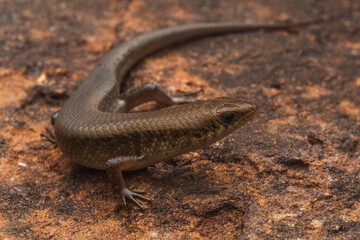 Eutropis  macularia skink