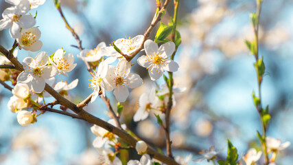Spring background, flowering trees. Plum flowers on a tree in sunny weather