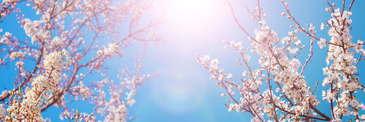 Spring background with plum blossoms in the sun, panorama