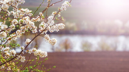 Cherry branch with flowers by the river in sunny weather, panorama
