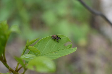 insects on a tree branch in the forest