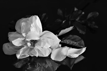 verwelkte weiße Rosenblühte 