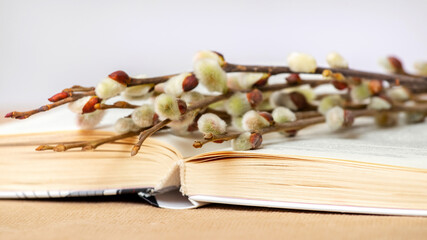 Willow branches with fluffy catkins on an open book