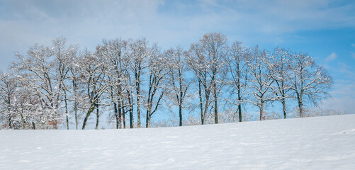 Rangée d'arbres dans la neige