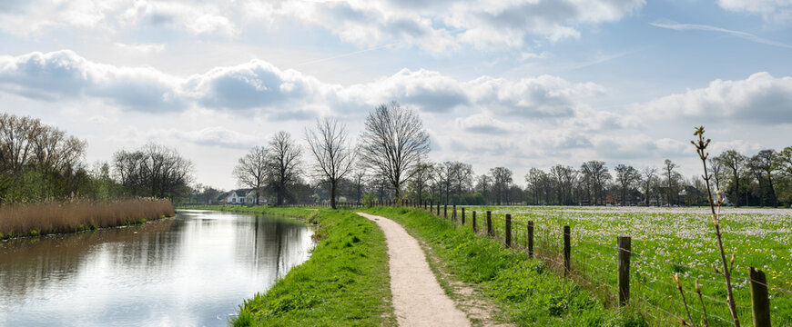 Pollard willows and grassland meadow in the sun at the bank of the river Kromme Rijn in Utrecht, The Netherlands