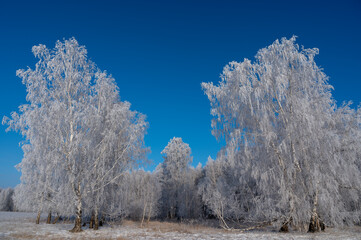 trees in winter