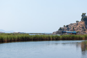 Reeds in the middle of the river