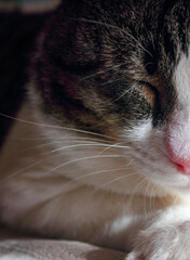 close up portrait of a cat with eye, fur nose and whiskers	