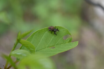 insects on a tree branch in the forest