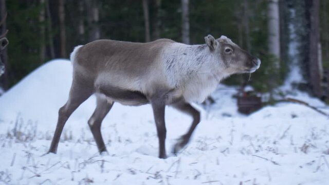 Cute young Reindeer following the herd along snowed landscape in Lapland, Sweden - Tracking closeup shot