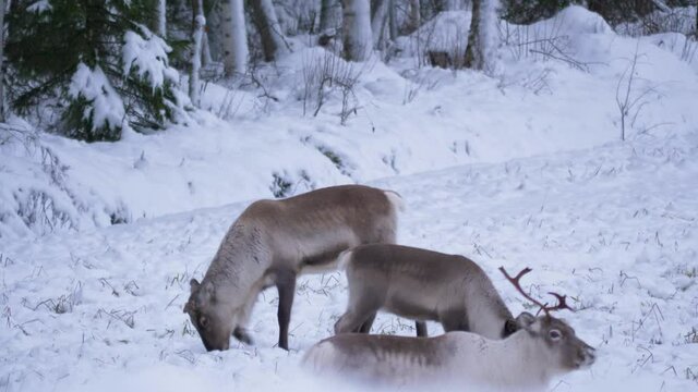 Sami Reindeer resting and grazing in the snow in Lapland, Sweden - Static medium shot