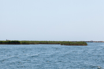Reeds in the middle of the river