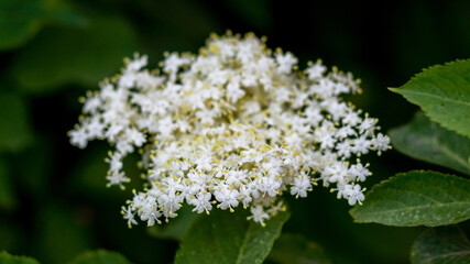 Elder flowers on the bush close up, elder - a medicinal plant