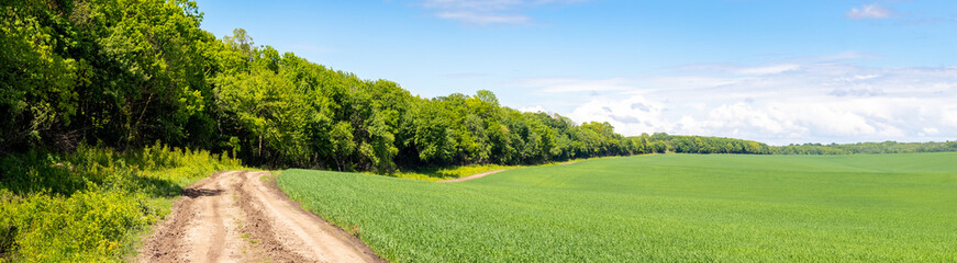 Plakat Panorama, spring landscape: field with green grass and dirt road near the forest