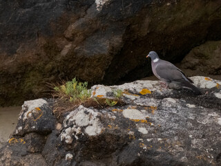 Pigeon exploring among rocks