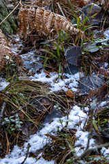 Snow on dry foliage and dry tarve