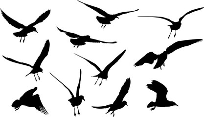 set of eleven seagull black isolated silhouettes
