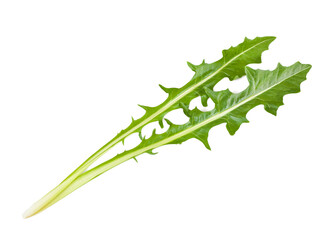Catalogna salad leaves