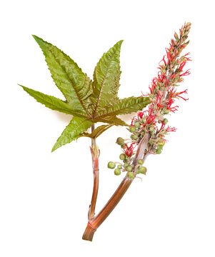 Castor Branch With  Leaf  Flower And Seed