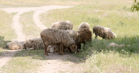 Sheep grazing on pasture on a hot summer day