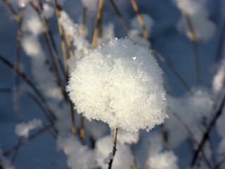 Snow flower