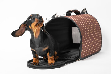 Cute little puppy black and tan dachshund peeking out from dog travel bag and looking up. Journey...