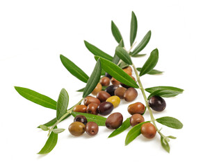 Fresh olive branch with fruits