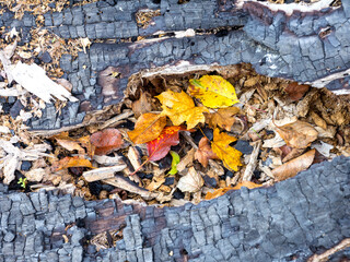 Natural river stony bottom, shallow riverbed during autumn weather on a Sunny day in a mountainous area.
