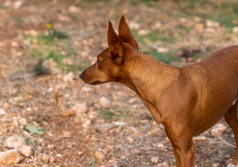 hunting dog podenco in the field