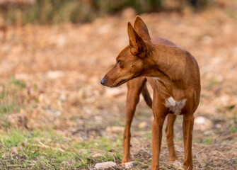 hunting dog podenco in the field